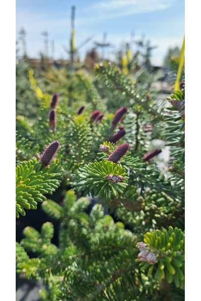 Шишки Пихты корейской